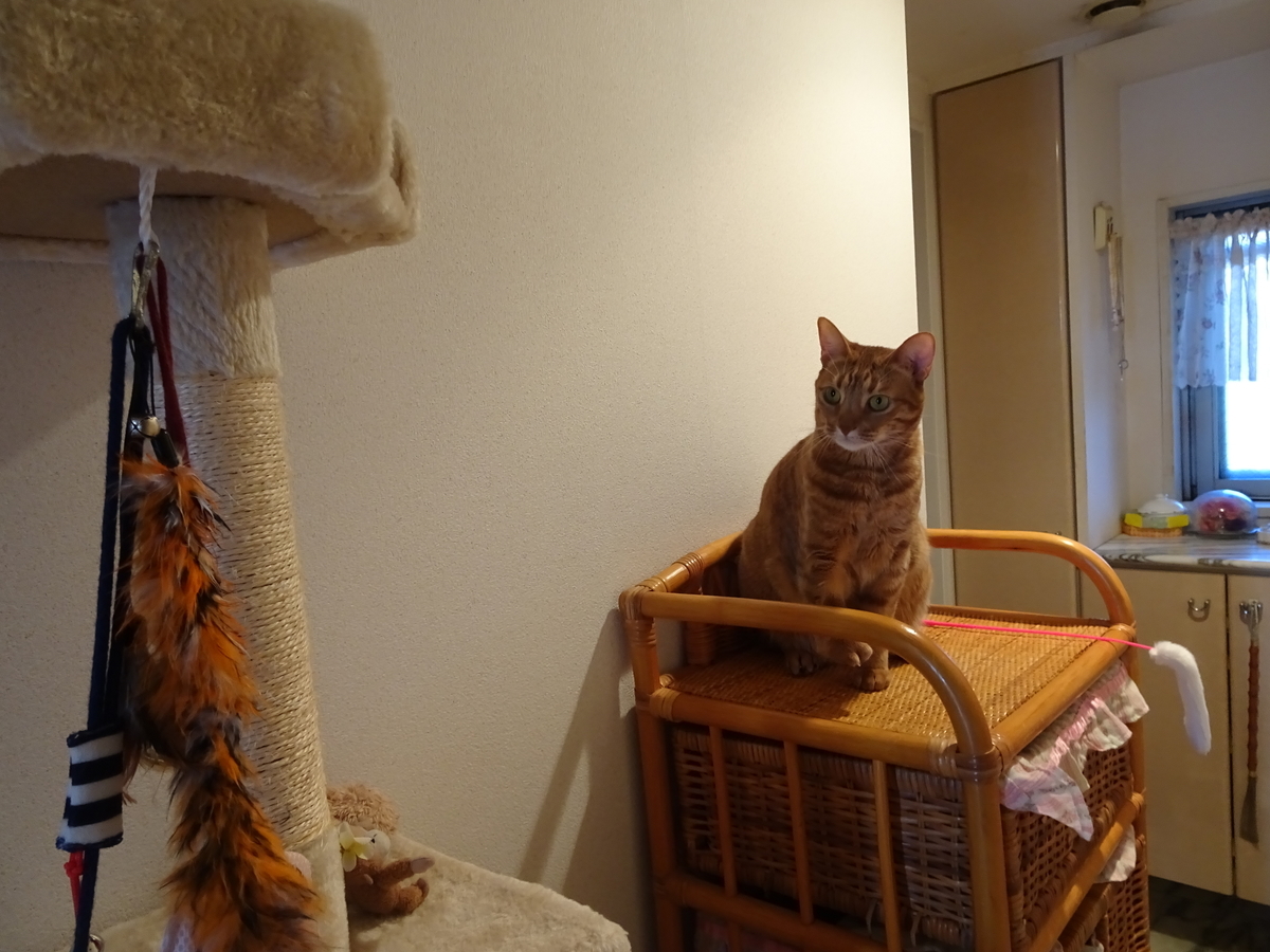 f:id:Betty0918:20200311101049j:plain