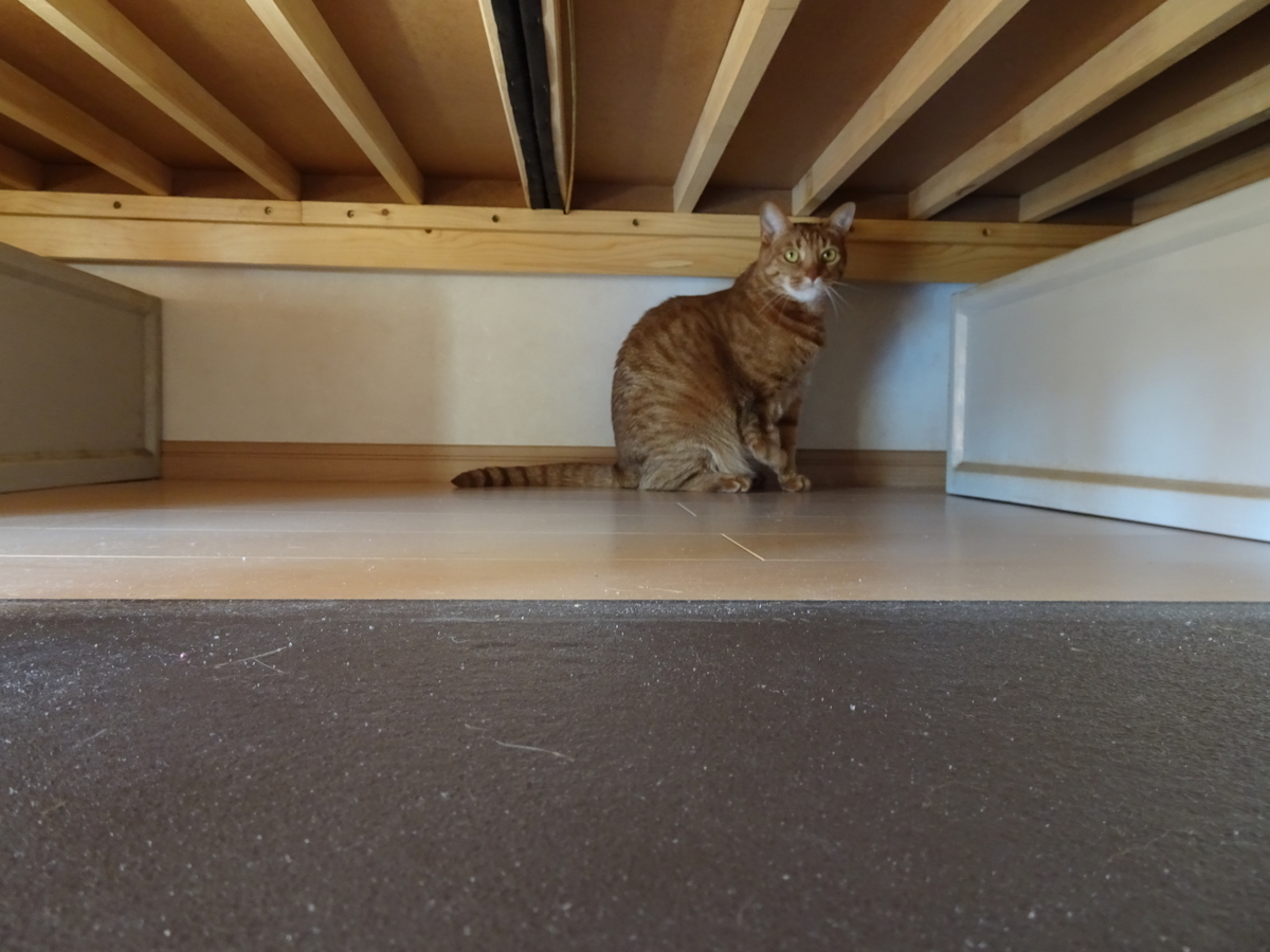 f:id:Betty0918:20200324110725j:plain f:id:Betty0918:20200324110725j:plain