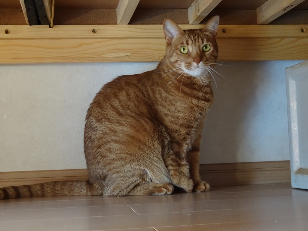 f:id:Betty0918:20200324110824j:plain f:id:Betty0918:20200324110824j:plain