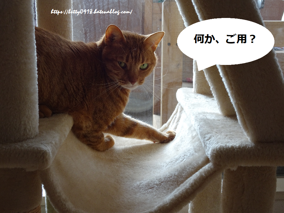 f:id:Betty0918:20200417124652p:plain f:id:Betty0918:20200417124652p:plain