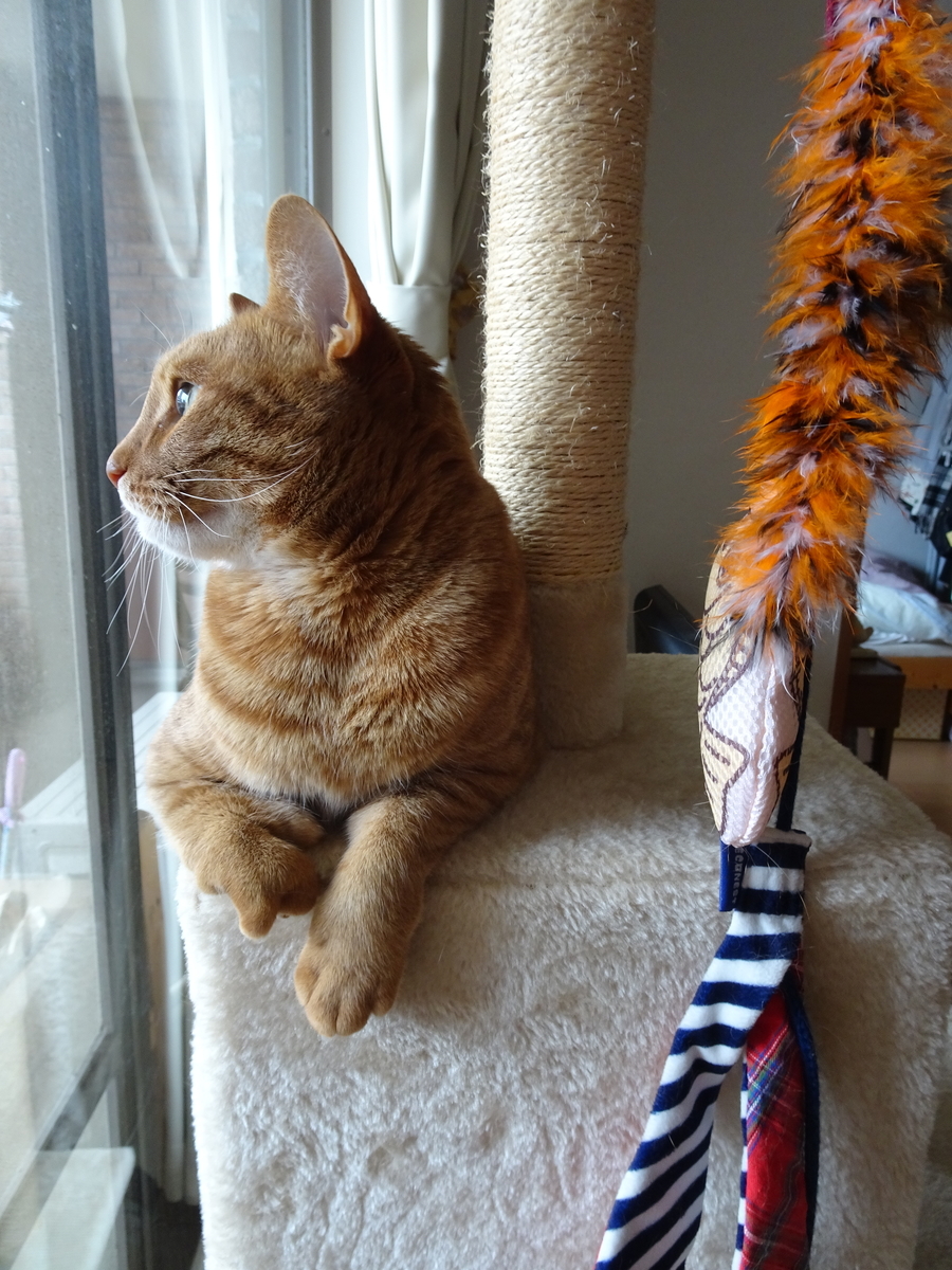 f:id:Betty0918:20200419074903j:plain