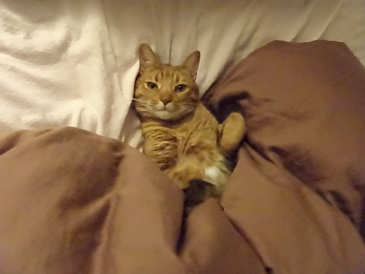 f:id:Betty0918:20200427181323j:plain f:id:Betty0918:20200427181323j:plain