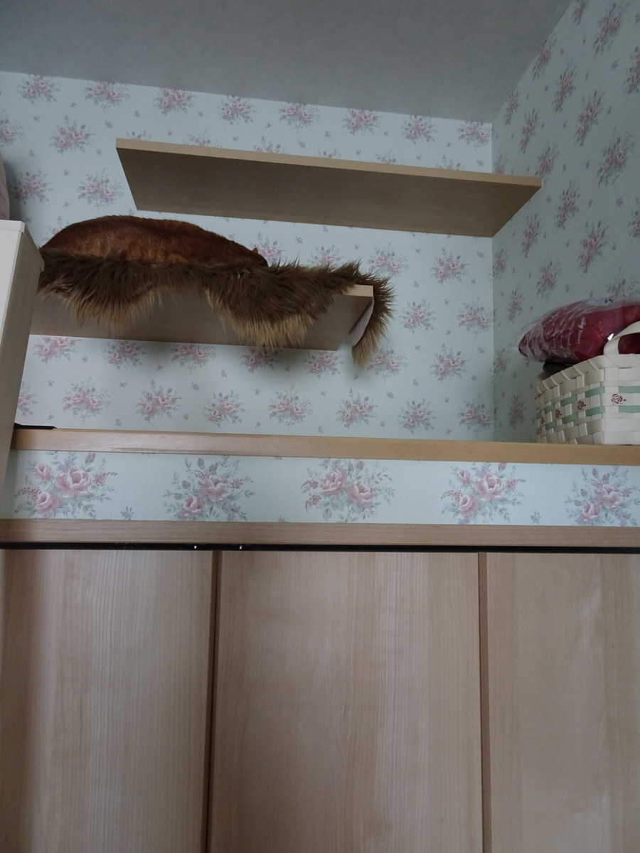 f:id:Betty0918:20200502175102j:plain f:id:Betty0918:20200502175102j:plain