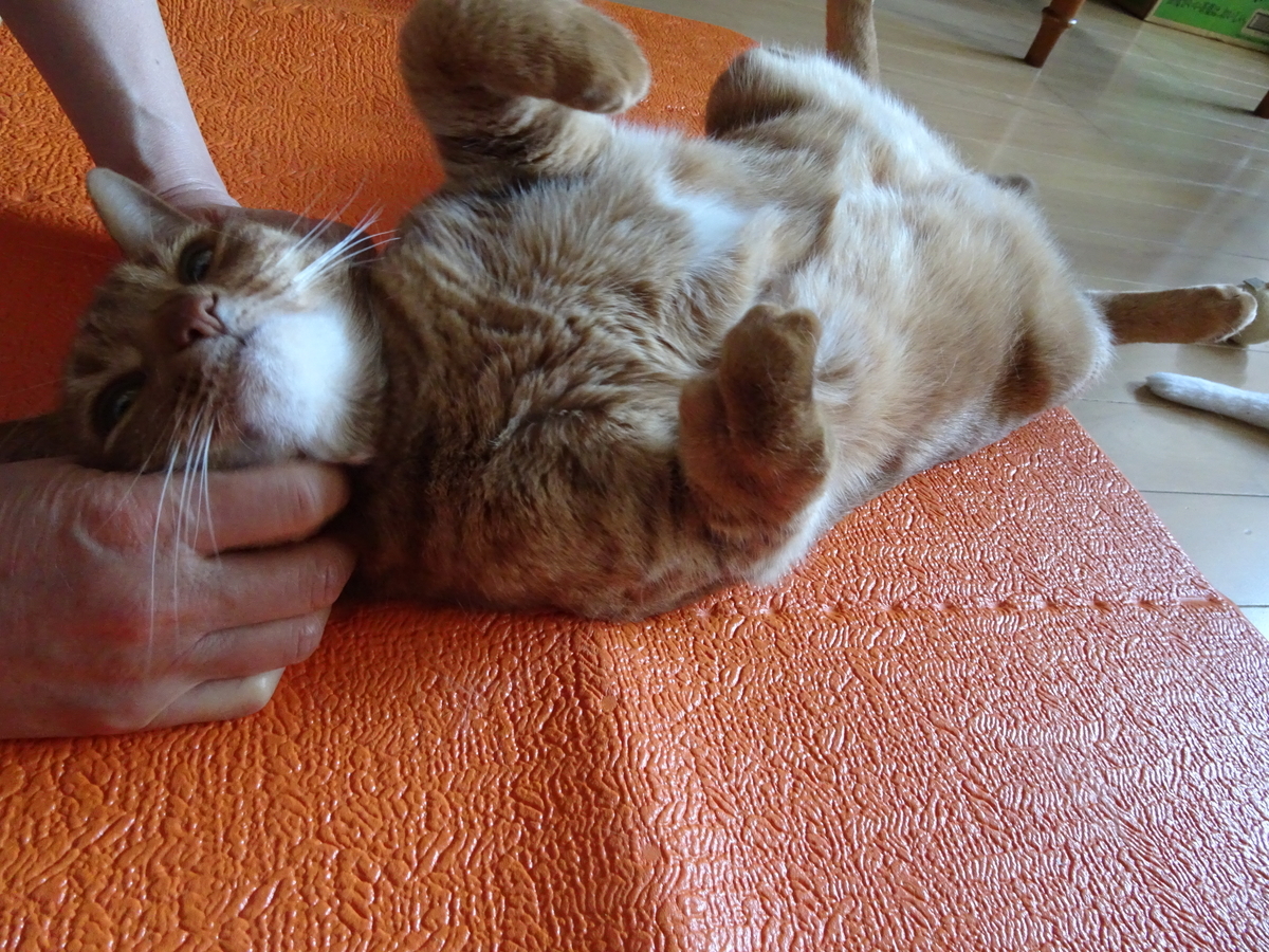 f:id:Betty0918:20200502180153j:plain f:id:Betty0918:20200502180153j:plain