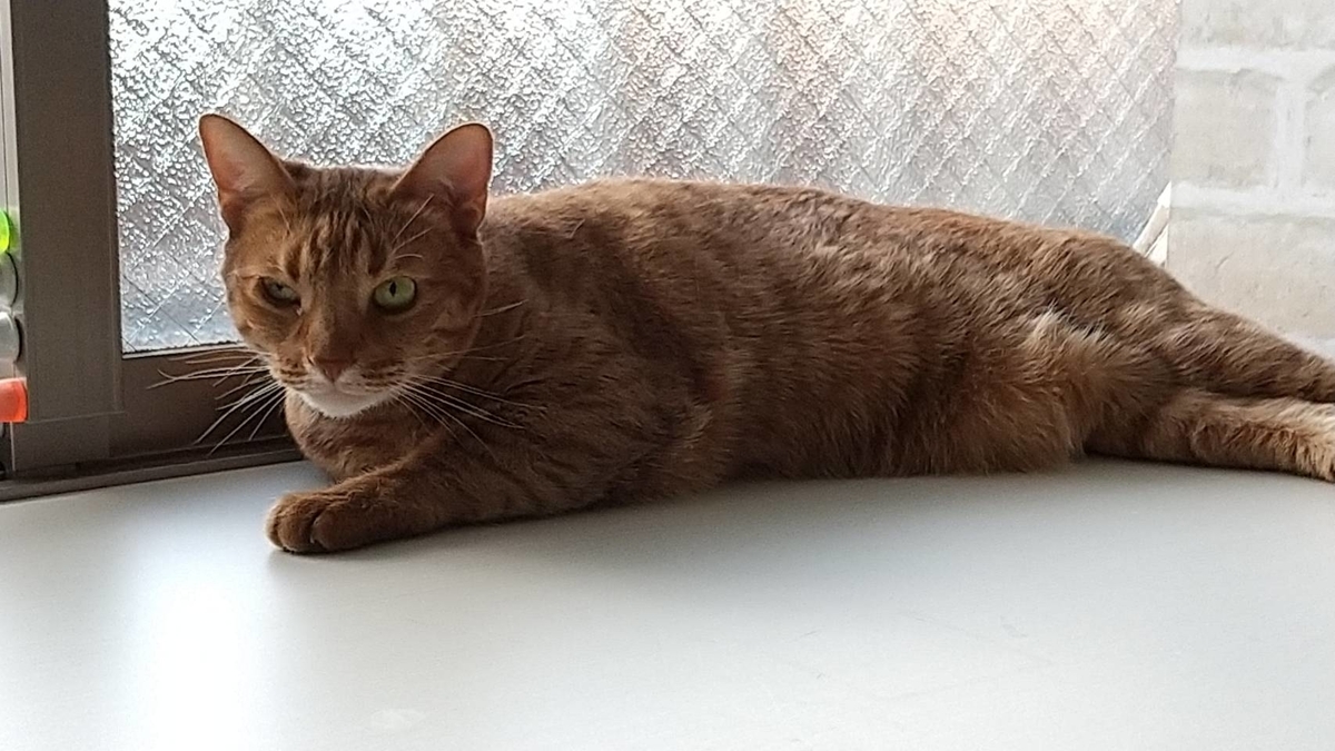 f:id:Betty0918:20200519171224j:plain