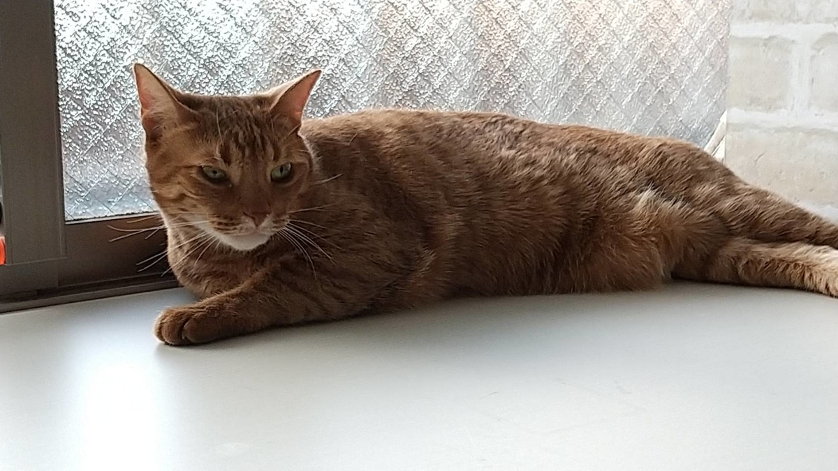 f:id:Betty0918:20200519171327j:plain