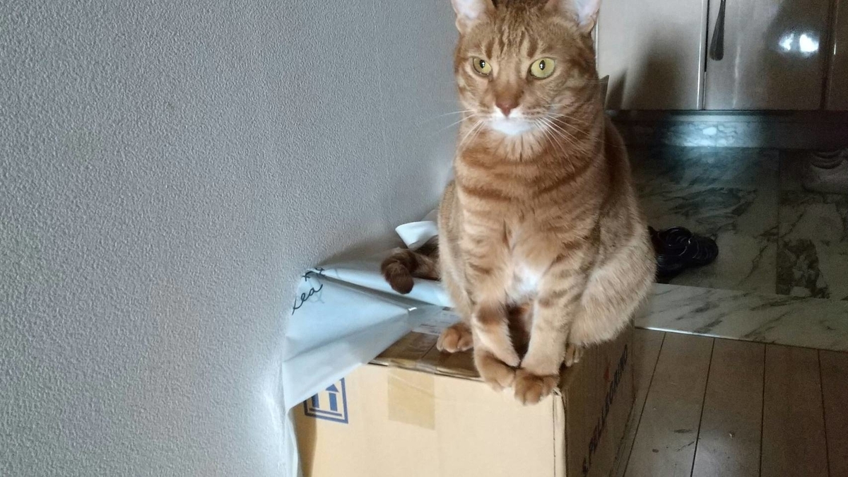 f:id:Betty0918:20200519171756j:plain