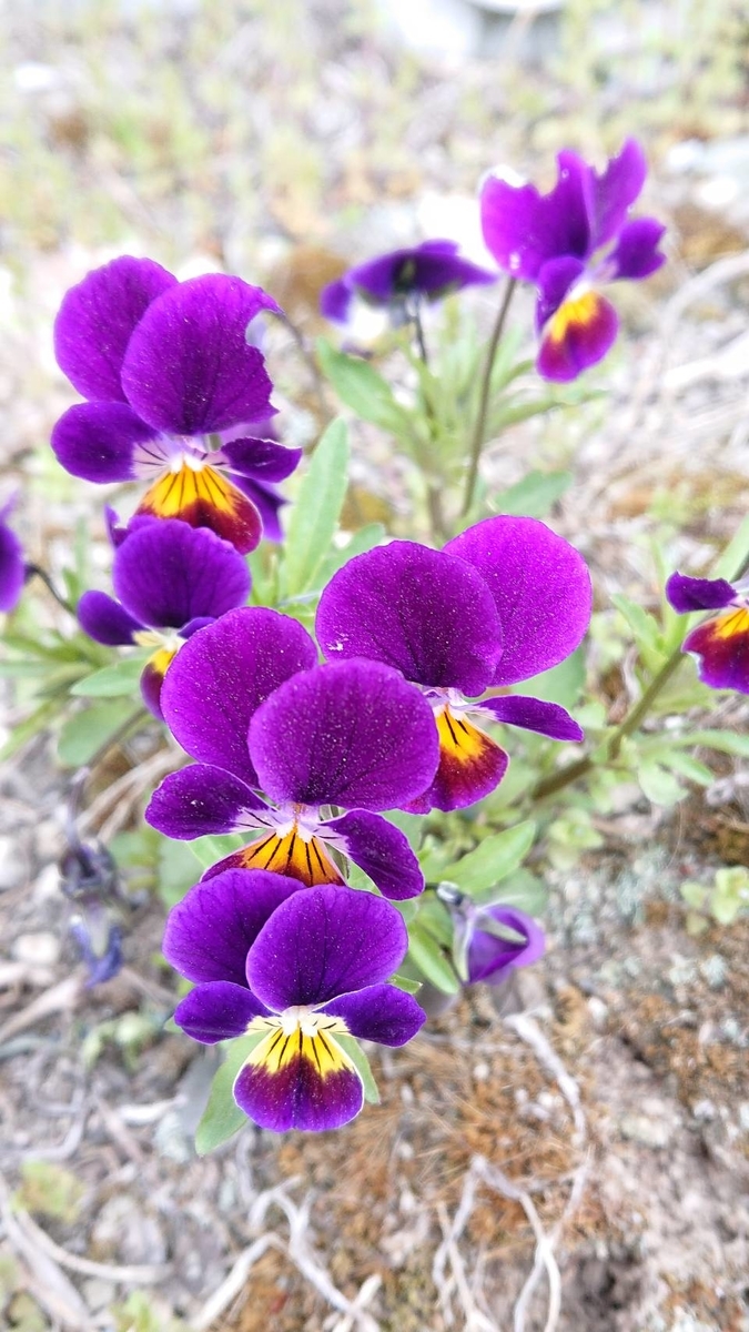 f:id:Betty0918:20200521143409j:plain f:id:Betty0918:20200521143409j:plain