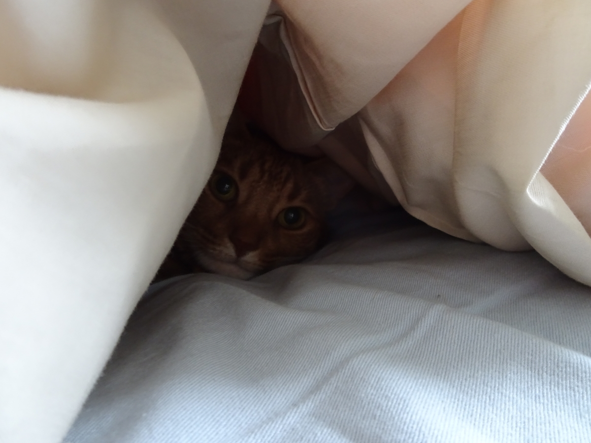 f:id:Betty0918:20200528091001j:plain