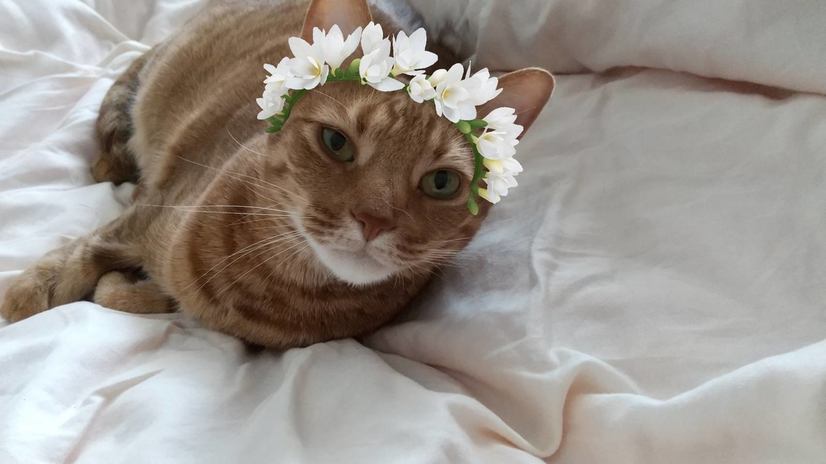 f:id:Betty0918:20200528174716j:plain