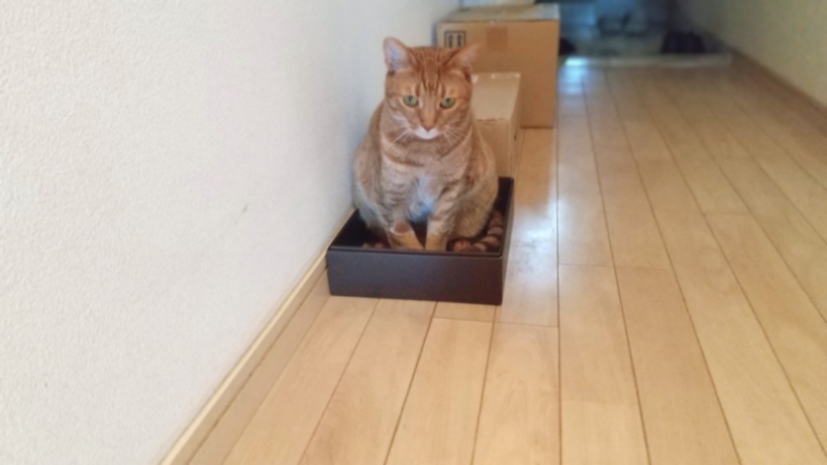 f:id:Betty0918:20200624165850j:plain