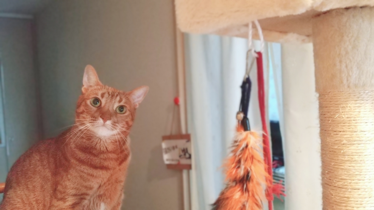 f:id:Betty0918:20200624192719j:plain f:id:Betty0918:20200624192719j:plain