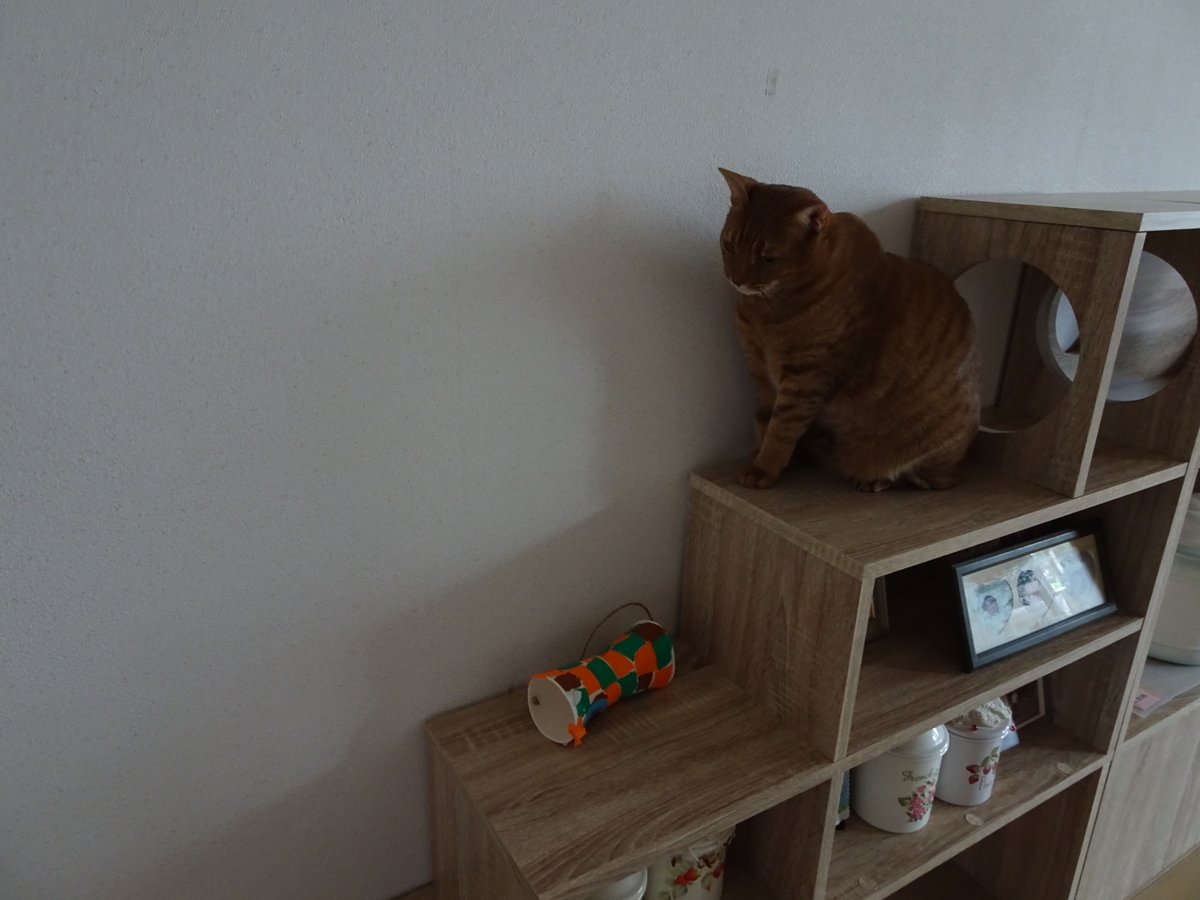 f:id:Betty0918:20200718213749j:plain f:id:Betty0918:20200718213749j:plain