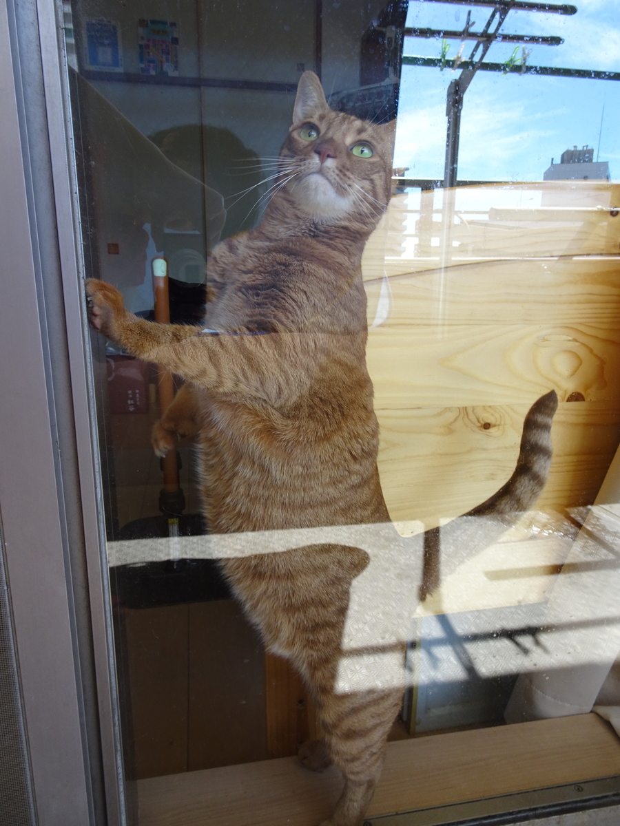 f:id:Betty0918:20200811152604j:plain