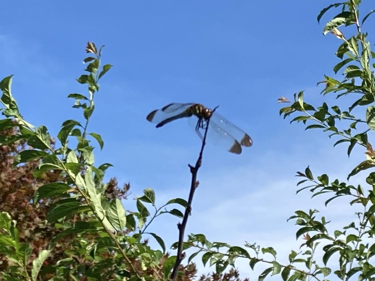 f:id:Betty0918:20200830102043j:plain