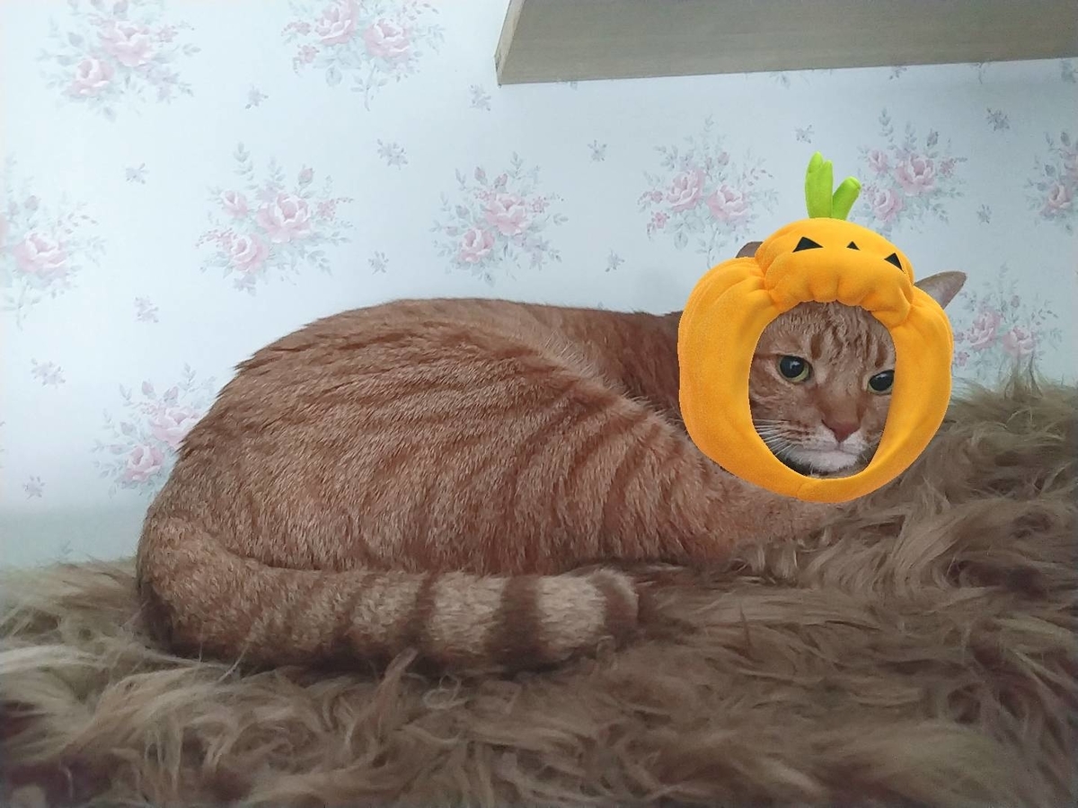 f:id:Betty0918:20201012092136j:plain f:id:Betty0918:20201012092136j:plain