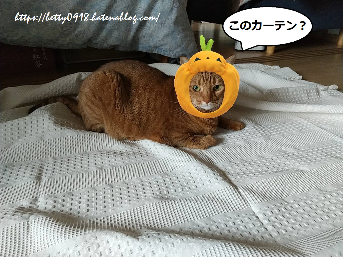 f:id:Betty0918:20201014104550p:plain f:id:Betty0918:20201014104550p:plain