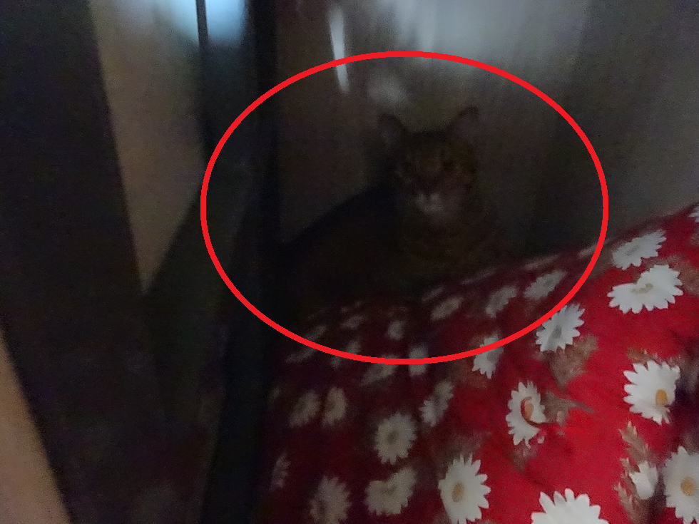 f:id:Betty0918:20201014104905p:plain f:id:Betty0918:20201014104905p:plain