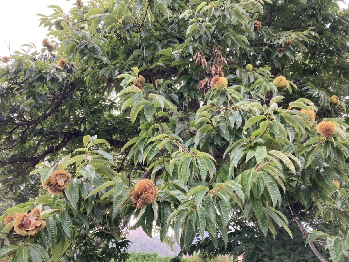 f:id:Betty0918:20201022192609j:plain f:id:Betty0918:20201022192609j:plain