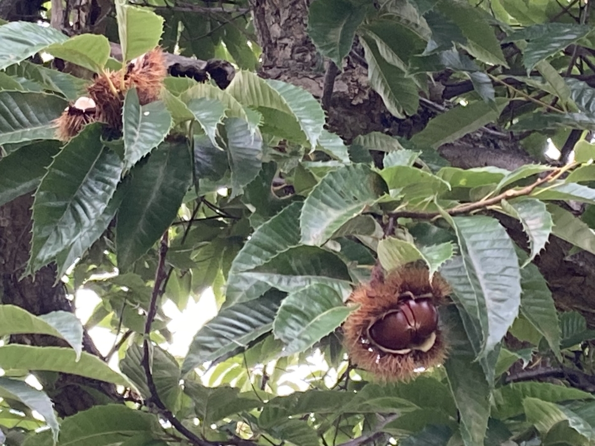 f:id:Betty0918:20201022192708j:plain f:id:Betty0918:20201022192708j:plain