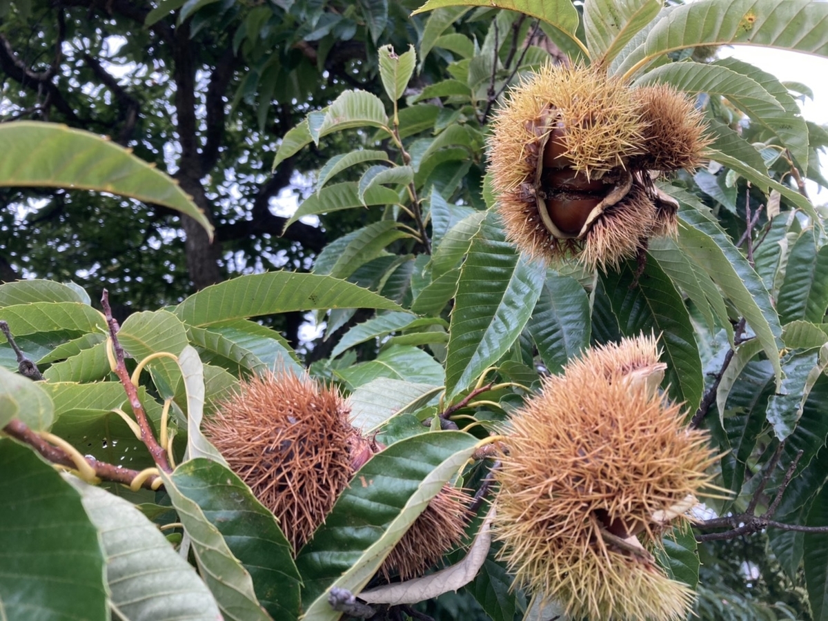 f:id:Betty0918:20201022192852j:plain f:id:Betty0918:20201022192852j:plain