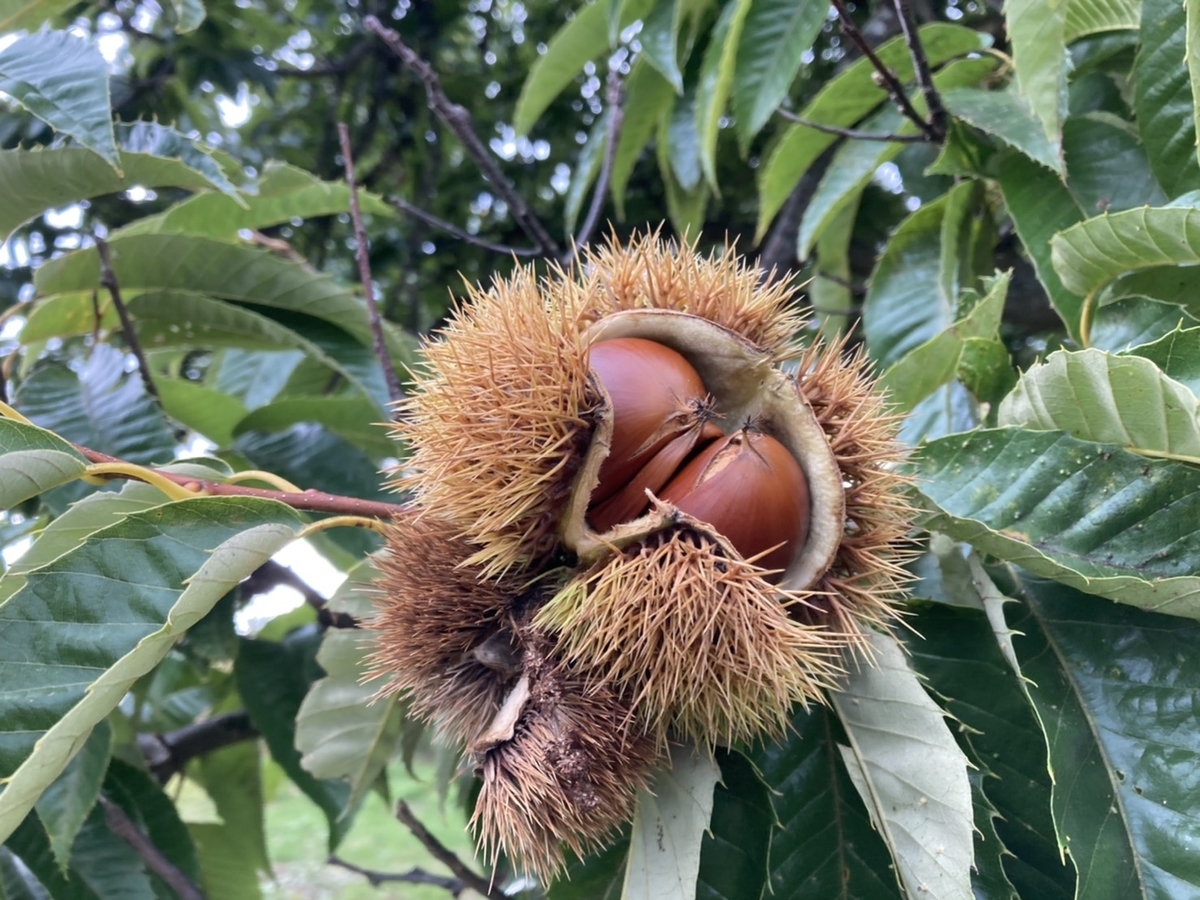 f:id:Betty0918:20201022193218j:plain f:id:Betty0918:20201022193218j:plain