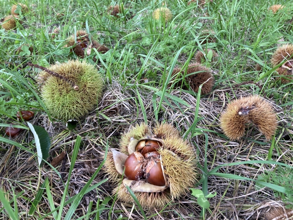 f:id:Betty0918:20201022193414j:plain f:id:Betty0918:20201022193414j:plain