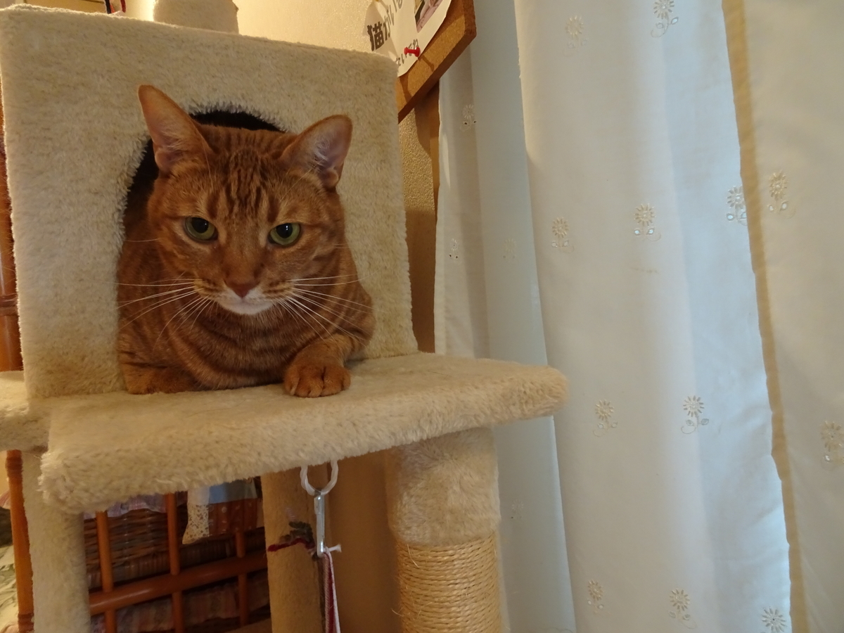 f:id:Betty0918:20201027172559j:plain f:id:Betty0918:20201027172559j:plain