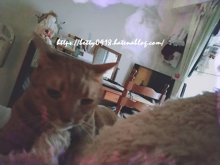 f:id:Betty0918:20201107135835p:plain