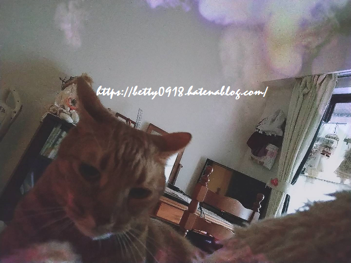 f:id:Betty0918:20201107140005p:plain