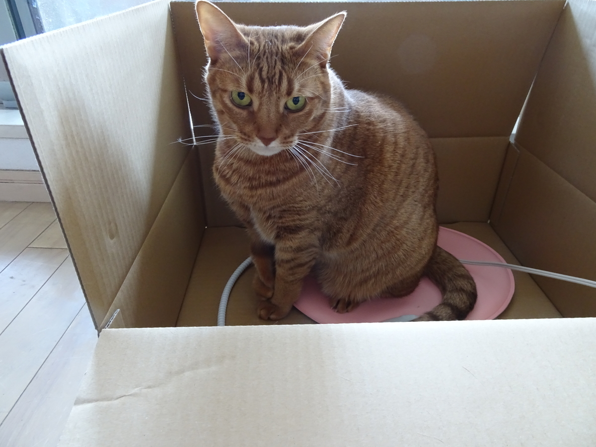 f:id:Betty0918:20201112094617j:plain f:id:Betty0918:20201112094617j:plain