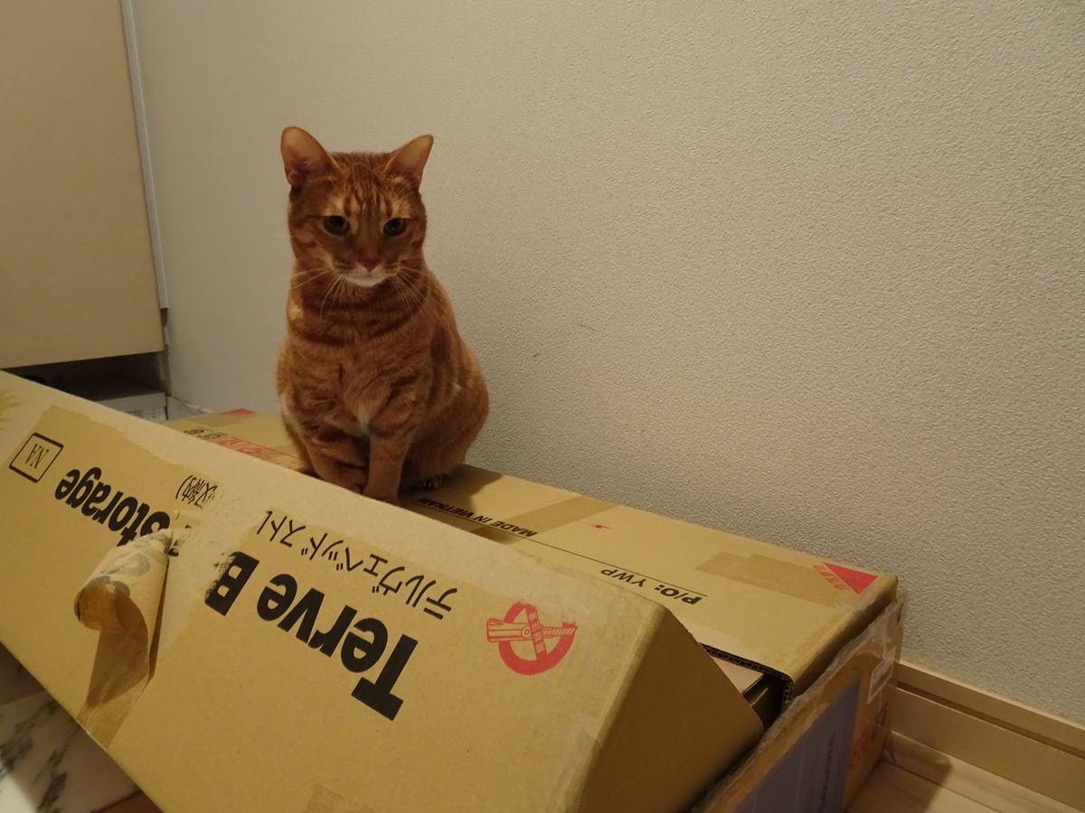 f:id:Betty0918:20201112142849j:plain f:id:Betty0918:20201112142849j:plain