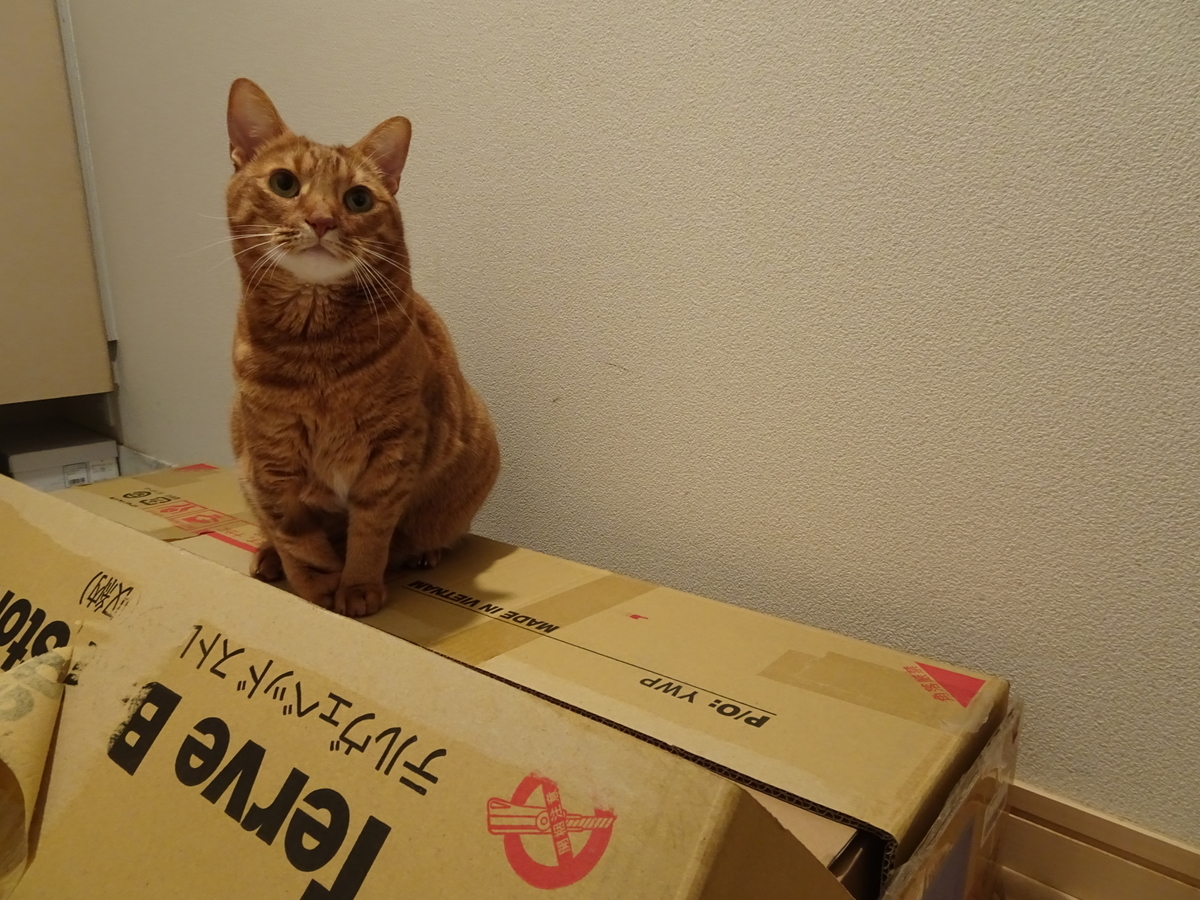 f:id:Betty0918:20201112143034j:plain f:id:Betty0918:20201112143034j:plain