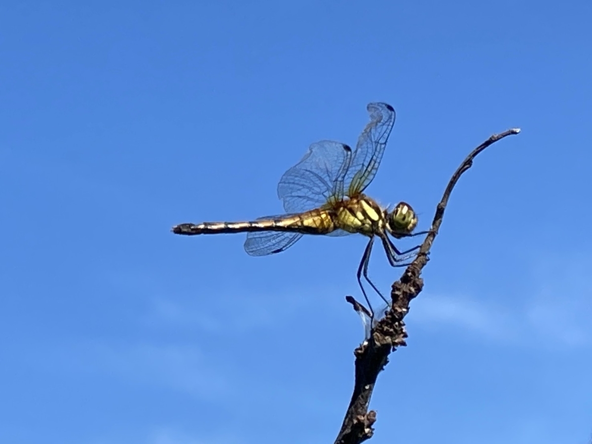 f:id:Betty0918:20201116111103j:plain