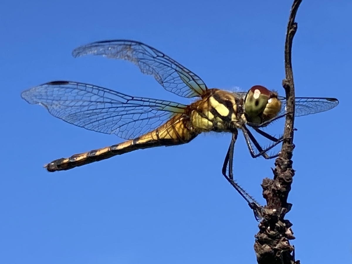 f:id:Betty0918:20201116111121j:plain