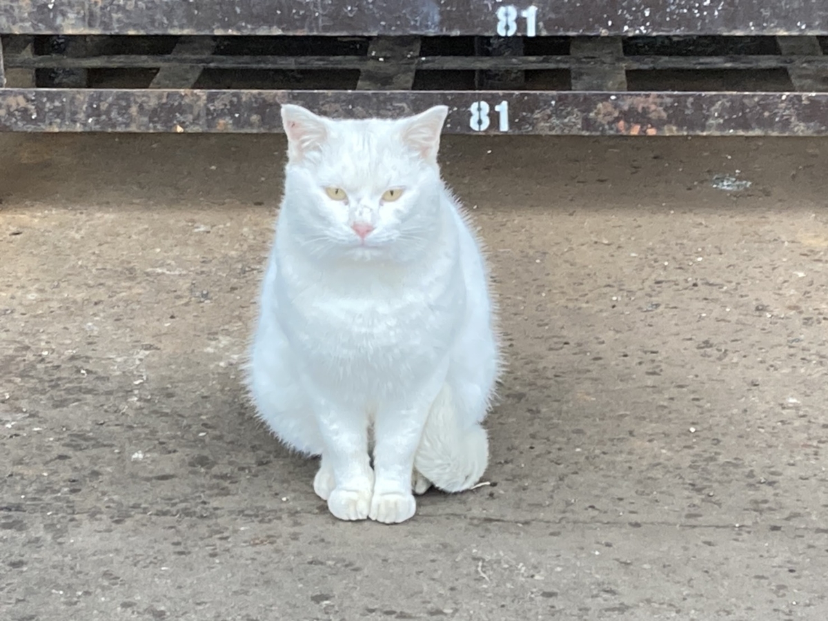 f:id:Betty0918:20201210192233j:plain