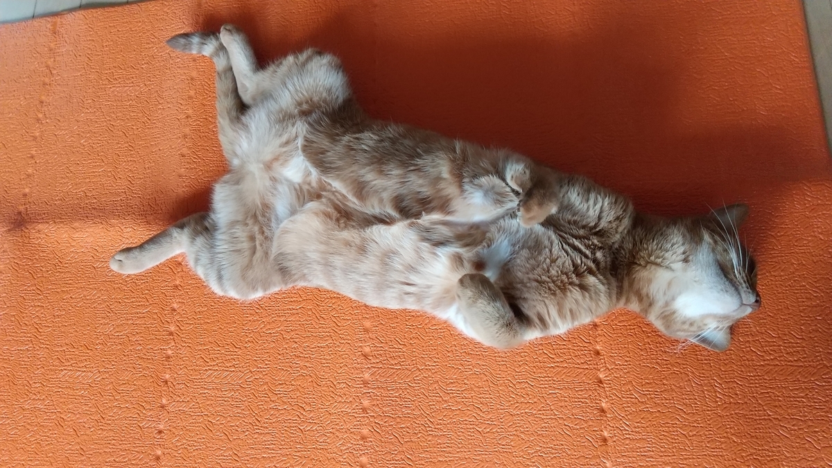 f:id:Betty0918:20201210192608j:plain