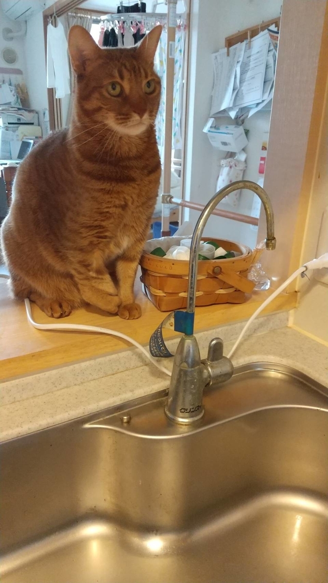 f:id:Betty0918:20201223154029j:plain