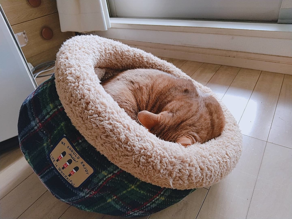 f:id:Betty0918:20210107100558j:plain