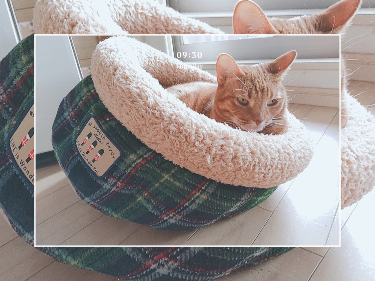 f:id:Betty0918:20210107100700j:plain