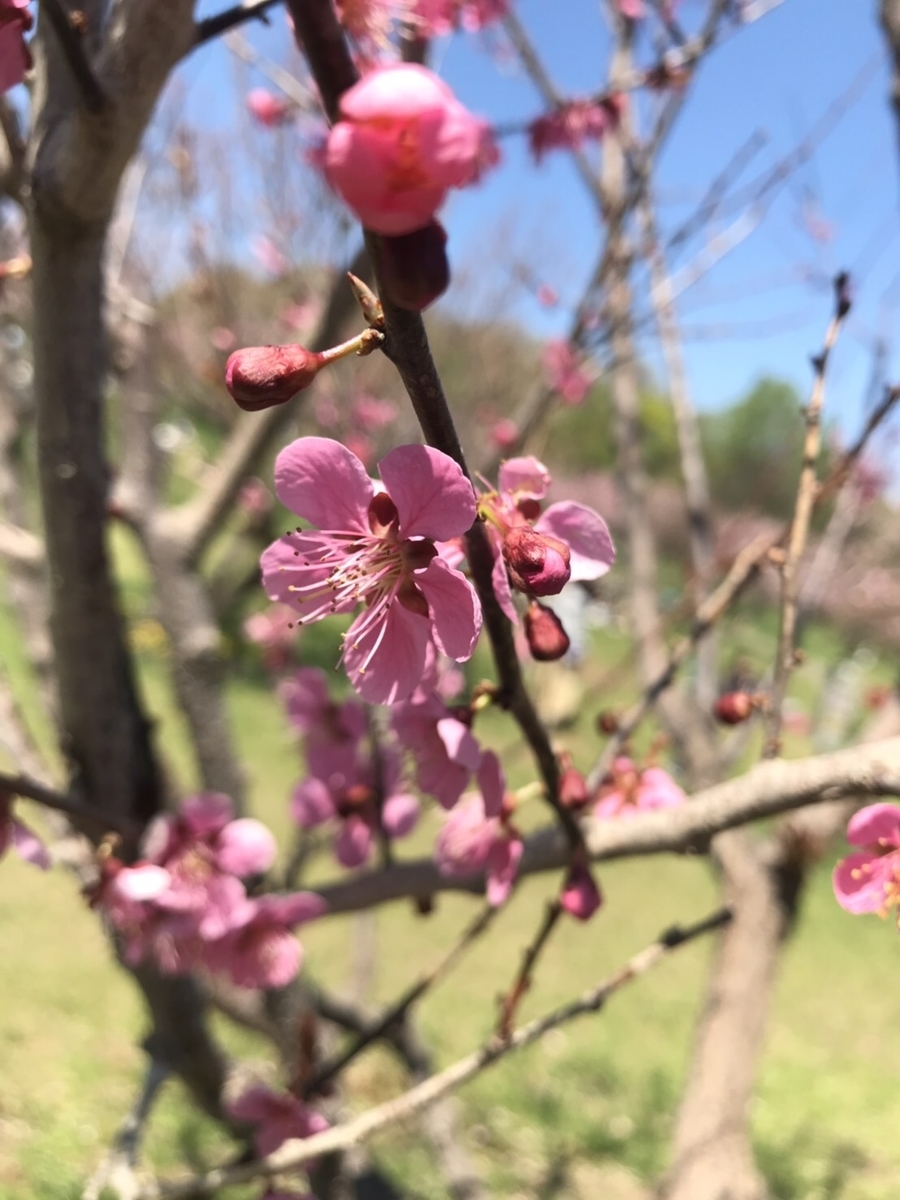 f:id:Betty0918:20210114161326j:plain