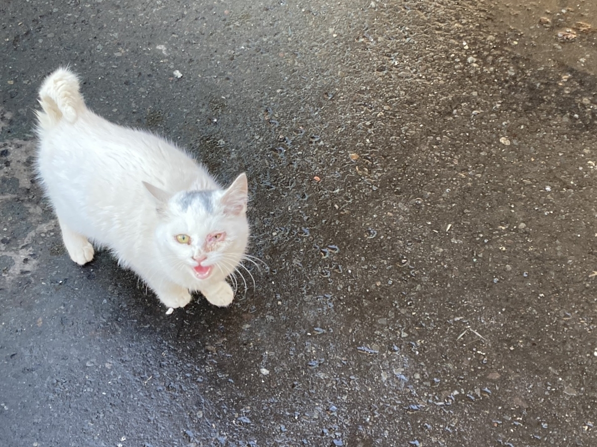 f:id:Betty0918:20210115154219j:plain