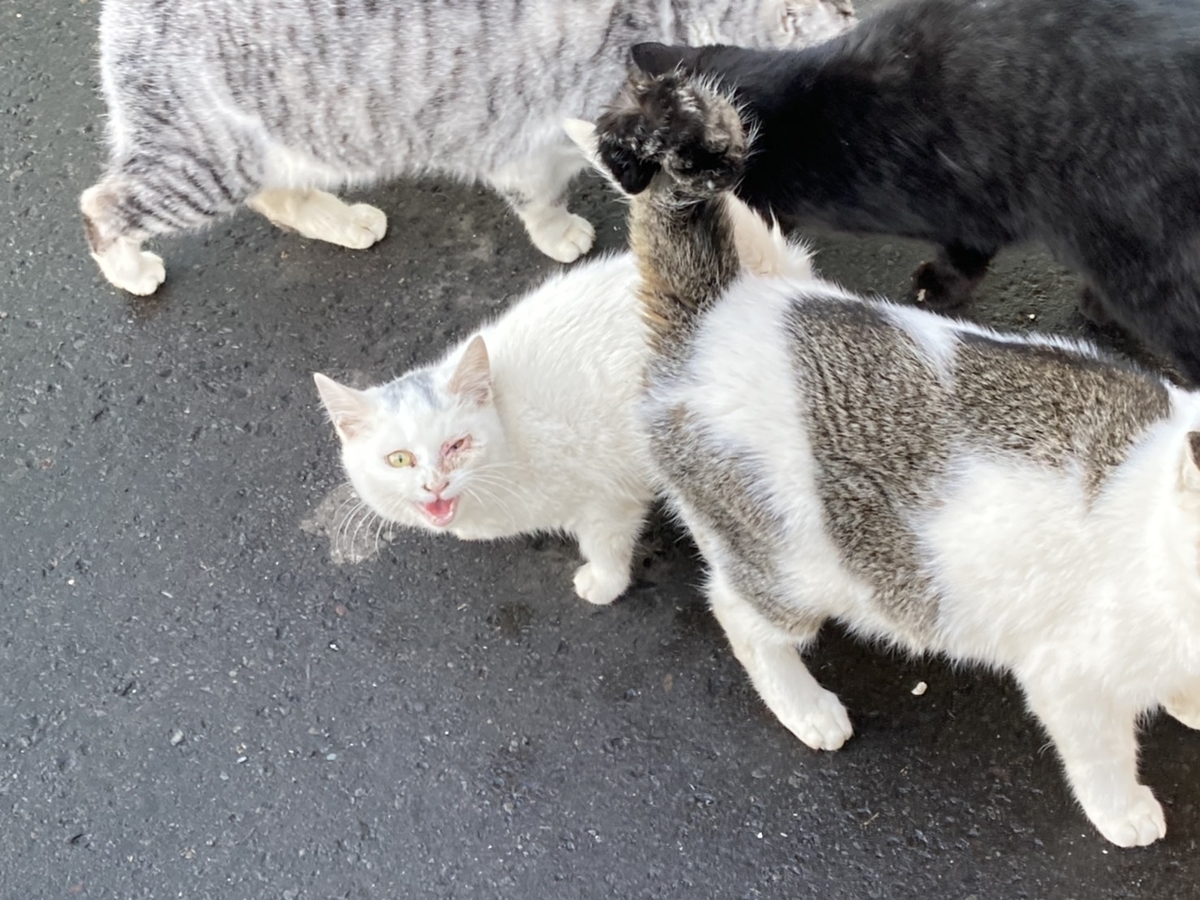 f:id:Betty0918:20210115154258j:plain