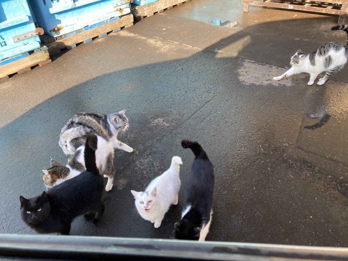 f:id:Betty0918:20210115160550j:plain