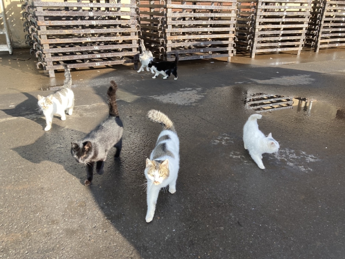 f:id:Betty0918:20210115160704j:plain