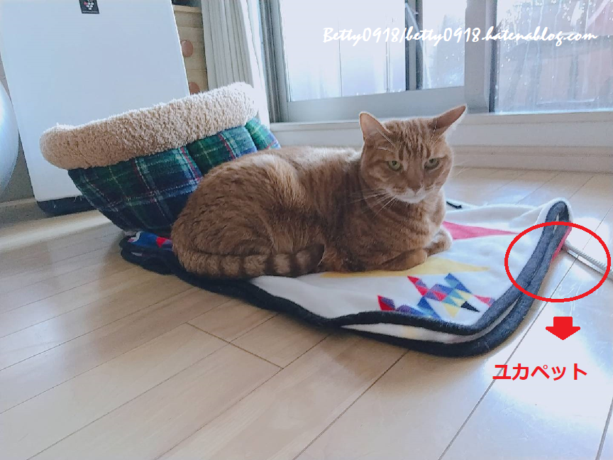 f:id:Betty0918:20210115160754p:plain