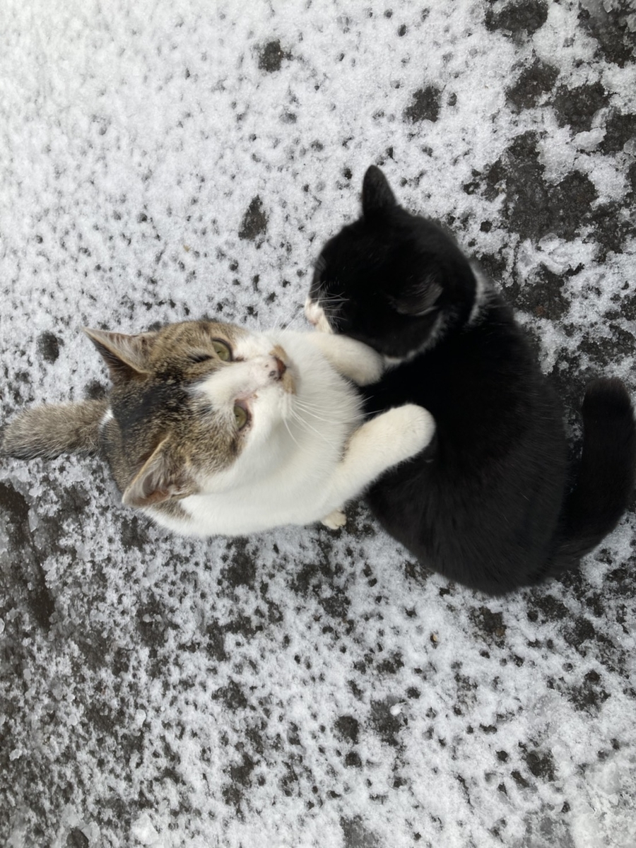 f:id:Betty0918:20210202115616j:plain