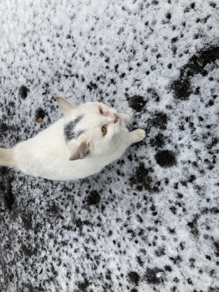 f:id:Betty0918:20210202115707j:plain