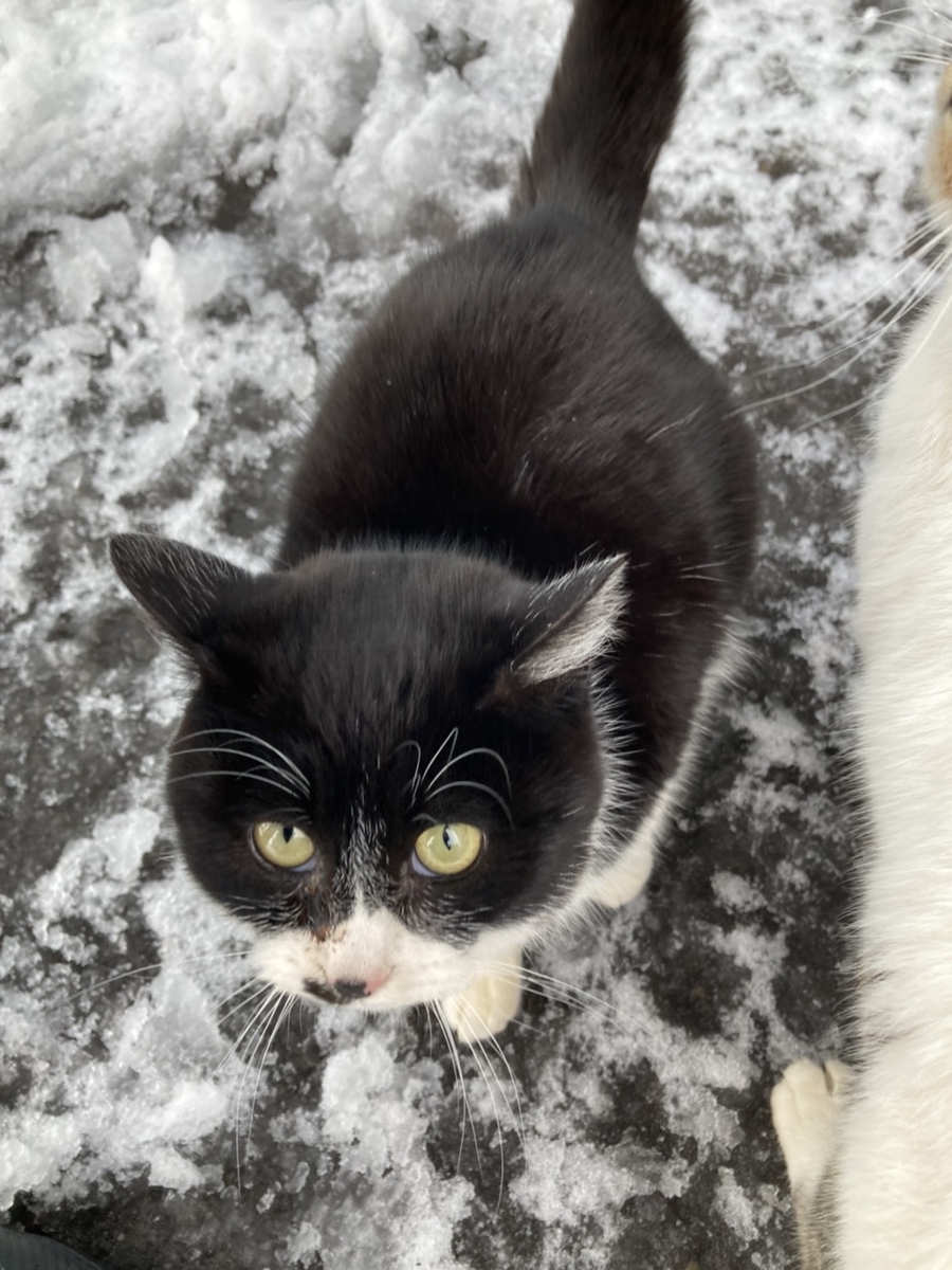 f:id:Betty0918:20210202115824j:plain