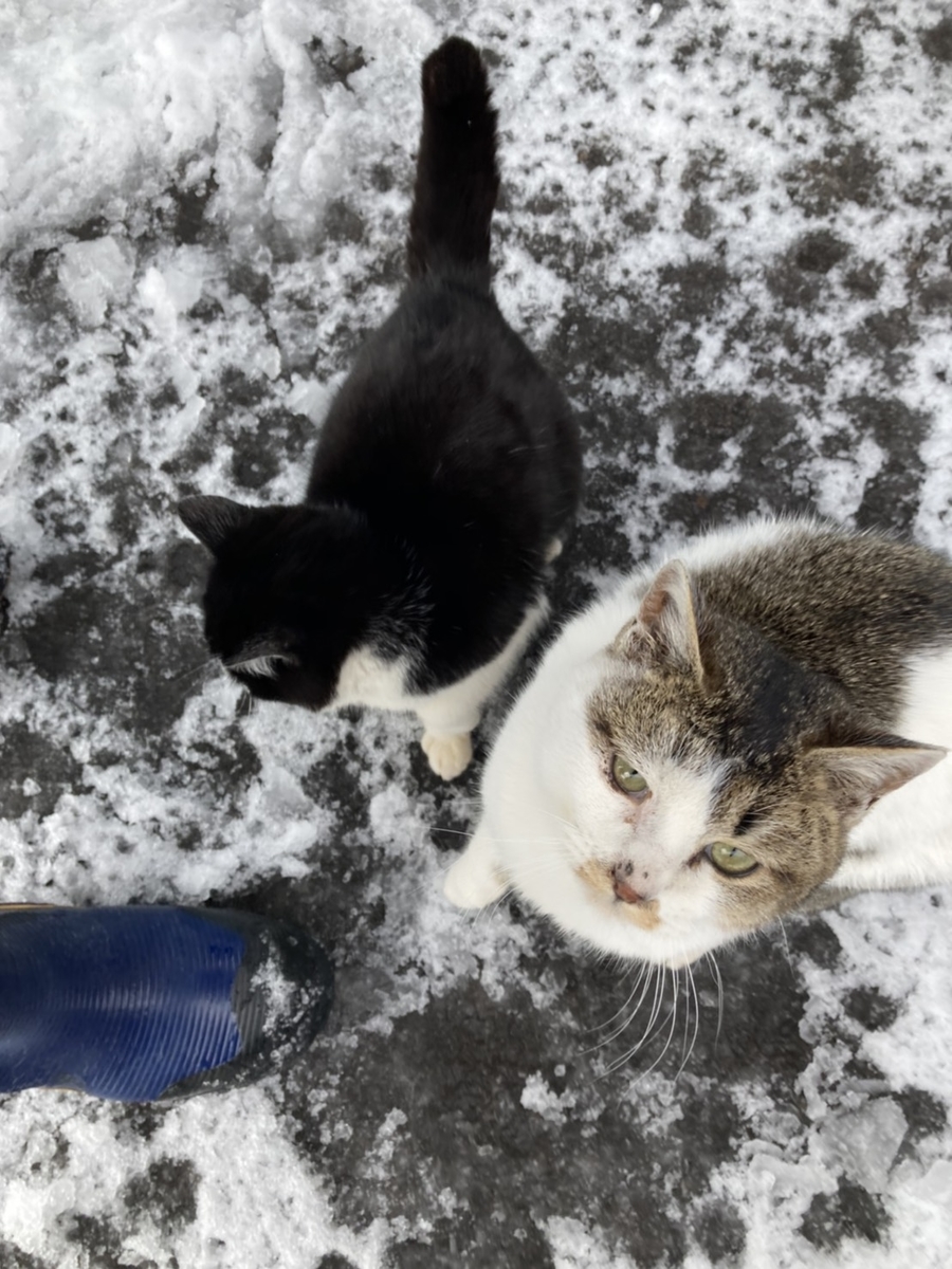 f:id:Betty0918:20210202115923j:plain